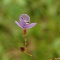 Murdannia spirata var. spirata (L.) G.Brückn.